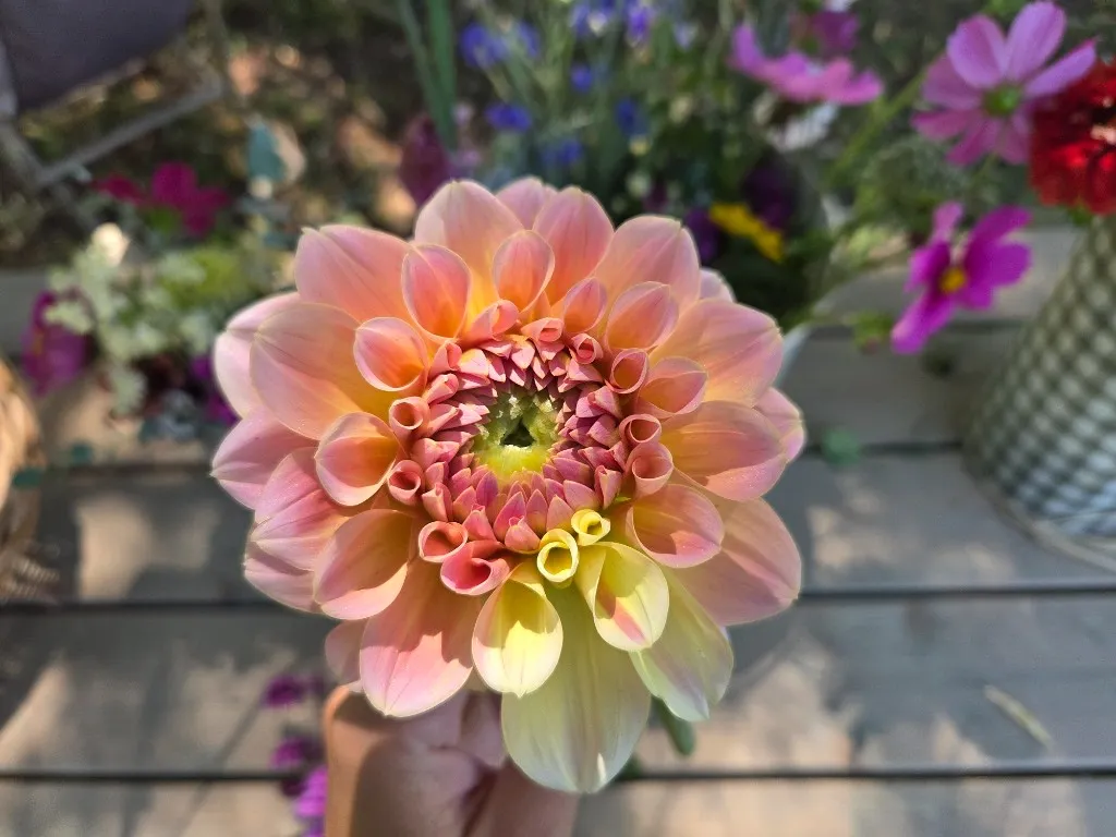 Zart apricot-rosa Dahlie aus dem Garten am Leiten König